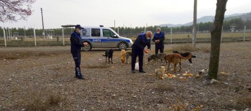 Osmancık Belediyesinin  sahipsiz hayvanlara yiyecek yardımı devam ediyor 4